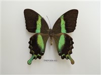 藏品(外國蝴蝶)的圖片